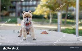 Stock Photo and Image Portfolio by Annie Chui | Shutterstock