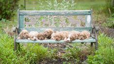This is cockapoo puppies, 3 weeks old by andrew mager on vimeo, the home for high quality videos and the people who love them. 24 Best Cockapoo Puppies For Sale Ideas Cockapoo Puppies Puppies Cockapoo Puppies For Sale