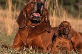 Redbone Coonhound Dog Breed Information