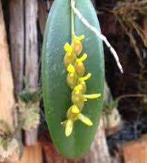 Image result for Polystachya macropoda