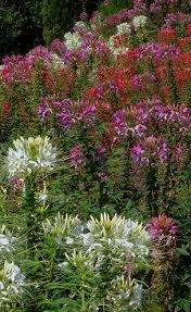 30 cm tall, fast growing compact with dark green foliage. Spider Flower Fountain Mix Seeds Cottage Garden Seed
