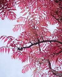 Image result for Toona