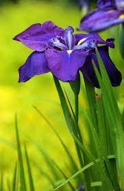 Japanese Iris Flower Mostbeautifulpages Iris Flowers Japanese Iris Flower Garden