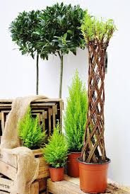 Weide 3 Fach Geflochten Dunkel Saule M Salix Fragilis Vorgarten Pflanzen Pflanzen Und Flechten