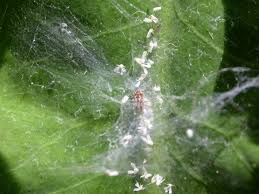 Mealybugs are very hard to get rid of. Insect Pests Of Cacti And Succulents Grown As House Plants