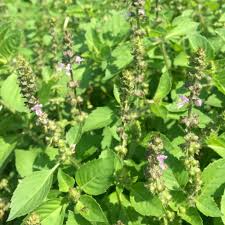 Image result for Ocimum angustifolium