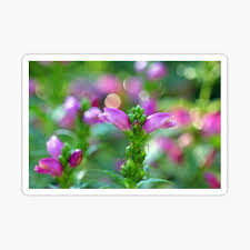 Check spelling or type a new query. Turtlehead Stickers Redbubble