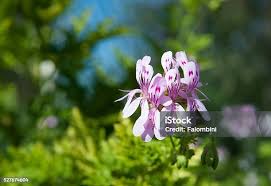 Image result for Geraniaceae