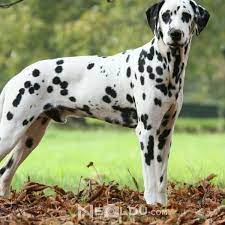 dalmacyali dalmatian cinsi kopek bakimi ve ozellikleri