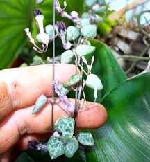 Image result for Ceropegia buchananii