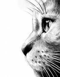 Epingle Par Kim Ruder Sur Zeichnen Dessin Chat Croquis De Chat Et Illustration De Chat