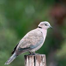 Species Profile Of The Ring Necked Dove