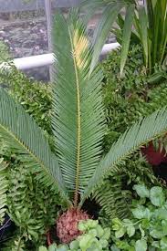 Check spelling or type a new query. Sago Palm With Yellowing Leaves Sago Palm Plant Leaves Indoor Plants