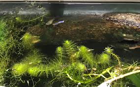 Image result for Utricularia reflexa