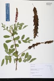 Image result for Indigofera hirsuta