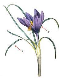Characteristics Of Saffront Plant Botanical Online