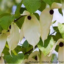 Many of them also have an irresistible fragrance. Top Flowers Foliage Ornamental Trees Blog