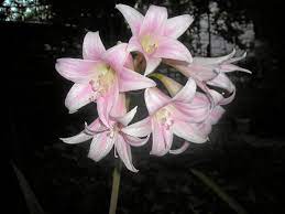 Amaryllis Belladonna Or Naked Lady Lily Is Drought Tolerant Redlands Daily Facts