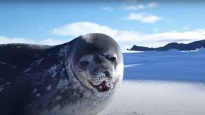 But when it comes to your first kiss with a guy you really like, you're not exactly going to shake hands at the end of the date but try and go for a sweet kiss on the lips! Animal Seals Sing Human Seal S Kiss From A Rose Nerdist