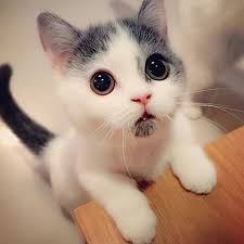 Adorable Begging Kitty Picture | Schattige dieren, Schattige ...