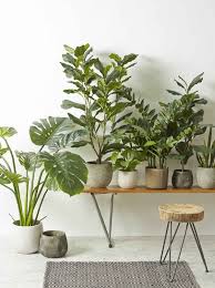 30 Indoor Decorative Plants To Bring Freshness House Plants Indoor House Plants Decor Plant Decor