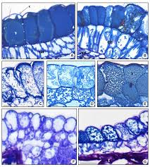 Image result for Sphedamnocarpus pruriens