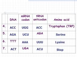 The Genetic Code Objective F2 Explain Process Of