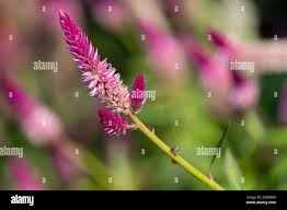 Image result for Celosia trigyna