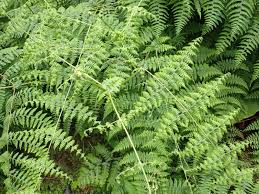 Image result for Dennstaedtiaceae