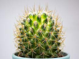 Challenge them to a trivia party! 20 Amazing Facts You Didn T Know About Cacti Cactusway