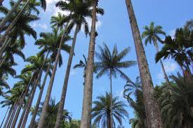 Jardin Botanico De Rio De Janeiro Botanical Gardens Nature Rio De Janeiro