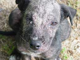 Gotta Love Dogs: The ways of Mange