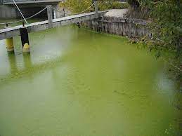 Possible Algae Blooms At Area Beaches Beach Windsor Ontario Sarnia