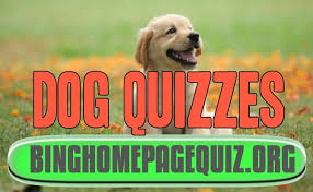 Oct 28, 2020 · 101 disney trivia questions and answers:. Bing Dog Quiz Bing Homepage Quiz