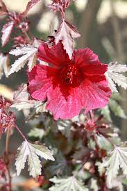 Its relatively coarse texture can be used to stand it apart from other garden plants with finer foliage. Hibiscus Hibiscus Acetosella Mahogany Splendor In The Hibiscus Database Garden Org