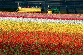 Maybe you would like to learn more about one of these? Carlsbad Flower Fields Carlsbad Ca California Beaches