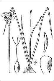 Image result for Xyris schliebenii