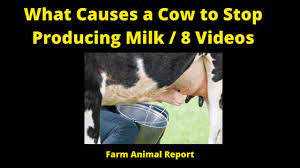 What Causes A Cow To Stop Producing Milk 8 Videos Farm Animal Report