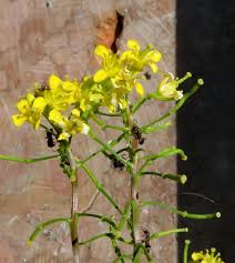 Image result for Diplocyclos tenuis