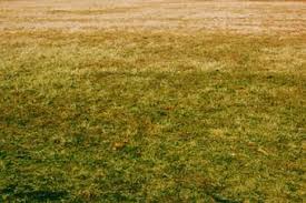 Can You Regrow A Dead Lawn Lovetoknow
