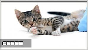 تفسير رؤية القطة في المنام لابن سيرين رمز حلم القطط للمراه العزباء والمتزوجة والحامل