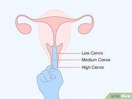 This article has been viewed 13,080 times. How To Buy A Menstrual Cup 6 Steps With Pictures Wikihow