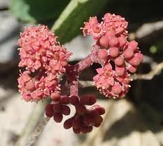 Image result for Ampelocissus africana