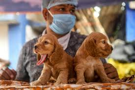 All Those Dogs Bought During Quarantine Are Now Set Up For Behavioral Problems Free for commercial use no attribution required high quality images. all those dogs bought during quarantine