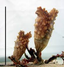 Image result for Styppeiochloa