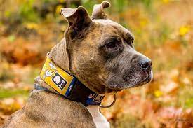 Alimentazione e svezzamento show & lavoro. Amstaff Cosa Mangia Elenco Di Cibi E Dieta Ideale Per Questo Cane