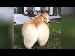 World S Funniest Animal Videos I Bet You Will Laugh Your Head Off Youtube Funny Animal Videos Funny Cats Funny Cats And Dogs