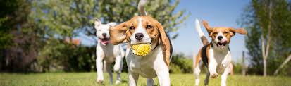 Maybe you would like to learn more about one of these? Calvert County Md Animal Shelter Official Website