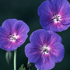 Image result for Geranium incanum