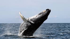 Looking for the best humpback wallpaper? 37 Humpback Whale Hd Wallpaper On Wallpapersafari